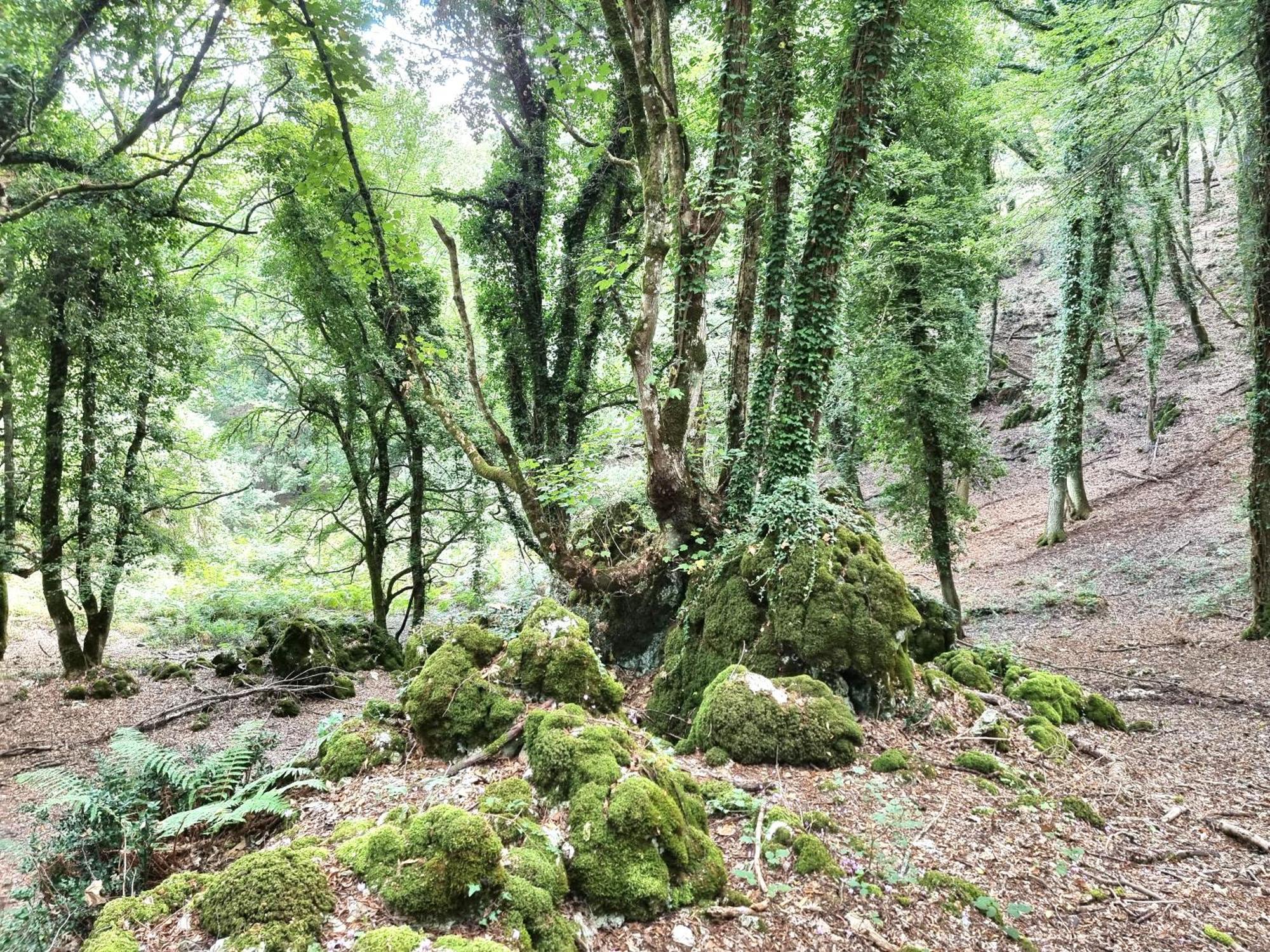 Suites Dimora Garibaldi Peschici Exteriör bild